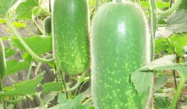 网红吃瓜劲爆图片大全,劲爆图片大盘点